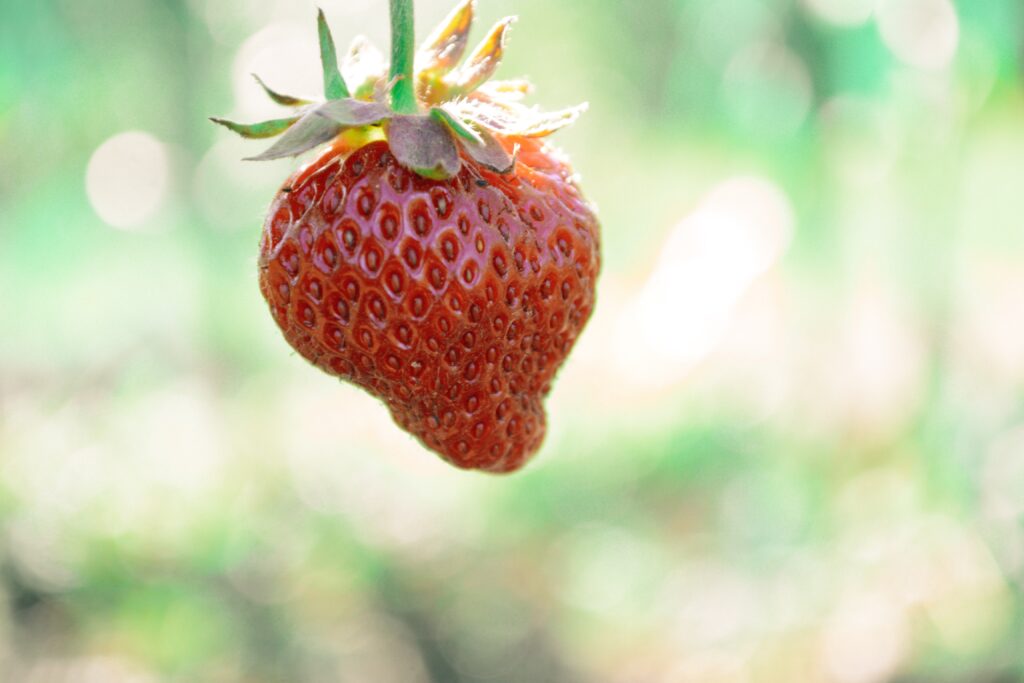 You are currently viewing The strawberry of the future